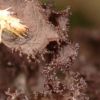 Leptogium lichenoides